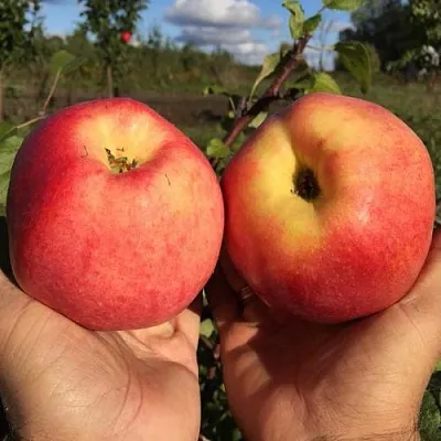 Яблоня КОВРОВОЕ стелющаяся  Яблоня КОВРОВОЕ стелющаяся в Пензе