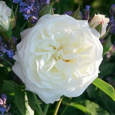 Саженцы роз АЛАБАСТЕР флорибунда  Саженцы роз АЛАБАСТЕР флорибунда в Пензе