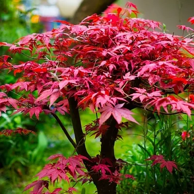 Клен дланевидный АТРОПУРПУРЕУМ  Клен дланевидный АТРОПУРПУРЕУМ в Пензе