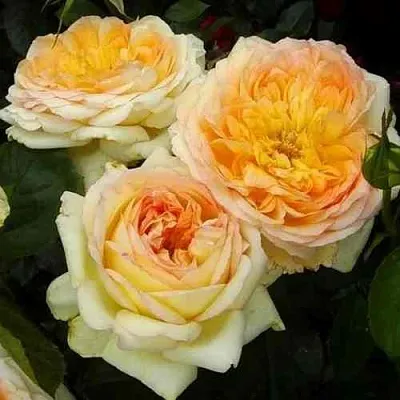 Саженцы роз АЛЬФОНС ДОДЕ чайно-гибридная  Саженцы роз АЛЬФОНС ДОДЕ чайно-гибридная в Пензе