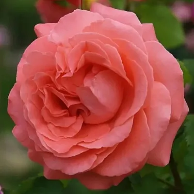 Саженцы роз ДИДИ БРИДЖУОТЕР плетистая  Саженцы роз ДИДИ БРИДЖУОТЕР плетистая в Пензе