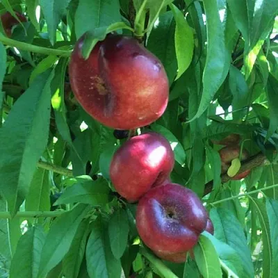 Нектарин ДОНАТ ИНЖИРНЫЙ  Нектарин ДОНАТ ИНЖИРНЫЙ в Пензе