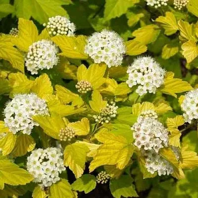 Пузыреплодник ДАРТС ГОЛД  Пузыреплодник ДАРТС ГОЛД в Пензе