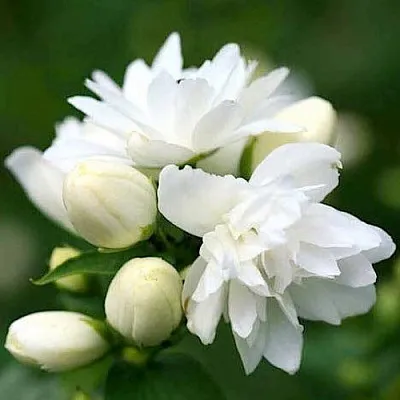 Жасмин ШНЕЕШТРУМ в Пензе