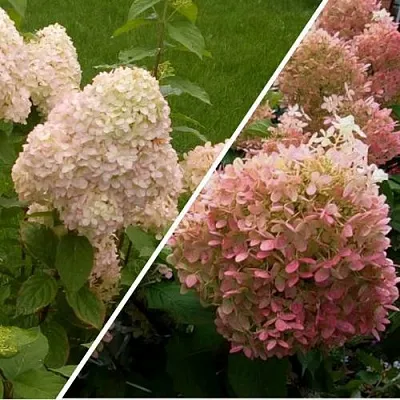 Комплект НЕЖНЫЕ ЧУВСТВА в Пензе