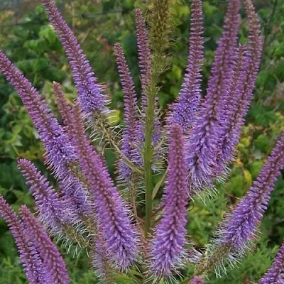 Вероникаструм ФАСЦИНЕЙШН в Пензе