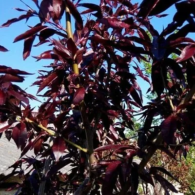 Персик БУРГУНДИ краснолистный  Персик БУРГУНДИ краснолистный в Пензе