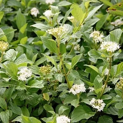 Дерен ФЛАВИРАМЕА отпрысковый   Дерен ФЛАВИРАМЕА отпрысковый  в Пензе