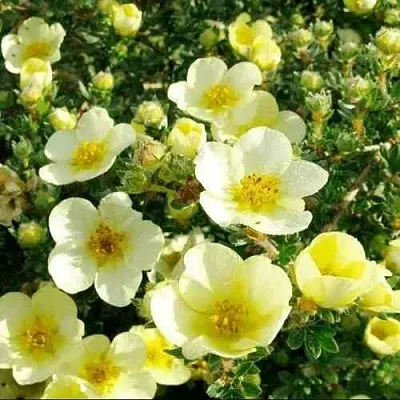 Лапчатка КЛОНДАЙК кустарниковая  Лапчатка КЛОНДАЙК кустарниковая в Пензе