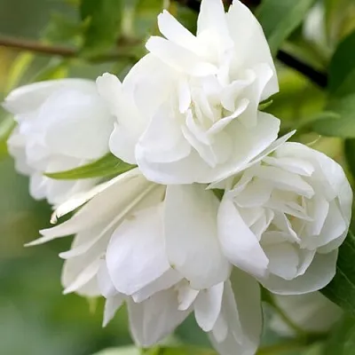 Жасмин МАНТО Д’ЭРМИН  Жасмин МАНТО Д’ЭРМИН в Пензе