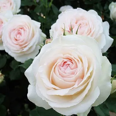 Саженцы роз ПАЛЕ РОЯЛЬ плетистая  Саженцы роз ПАЛЕ РОЯЛЬ плетистая в Пензе