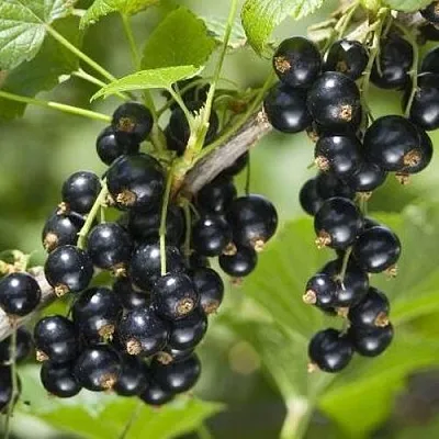 Смородина чёрная ВОЛШЕБНИЦА  Смородина чёрная ВОЛШЕБНИЦА в Пензе