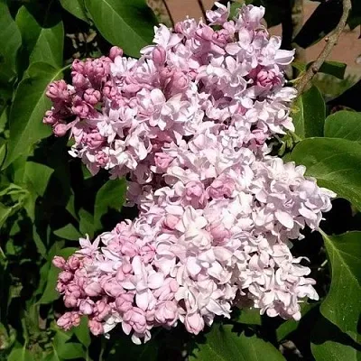 Сирень МИЛОСЕРДИЕ в Пензе