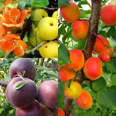 Комплект САД ДЛЯ ГУРМАНА в Пензе