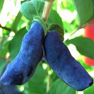 Жимолость съедобная БАКЧАРСКИЙ ВЕЛИКАН в Пензе