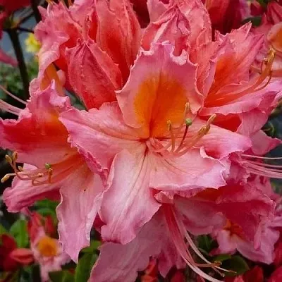 Азалия ПИНК ДЕЛАЙТ листопадная	  Азалия ПИНК ДЕЛАЙТ листопадная	 в Пензе