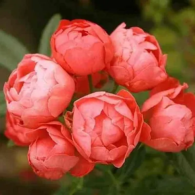 Саженцы роз ОРАНЖ МОРСДАГ полиантовая  Саженцы роз ОРАНЖ МОРСДАГ полиантовая в Пензе