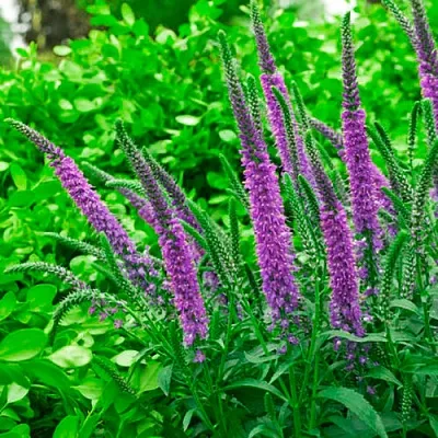 Вероника ФЕСТ МАТЧ длиннолистная в Пензе