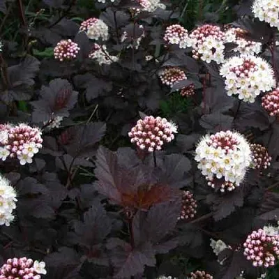 Пузыреплодник ДИАБЛО  Пузыреплодник ДИАБЛО в Пензе