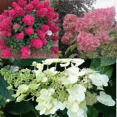 Комплект САД ЭМОЦИЙ в Пензе