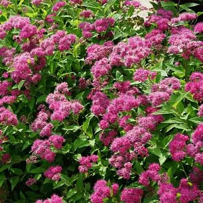 Спирея КРИСПА японская  Спирея КРИСПА японская в Пензе