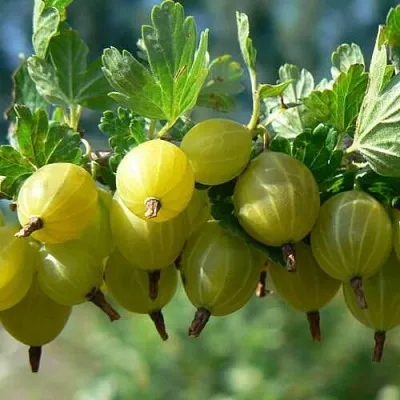 Крыжовник ХИННОНМАЙНЕН КЕЛЬТАЙНЕН  Крыжовник ХИННОНМАЙНЕН КЕЛЬТАЙНЕН в Пензе