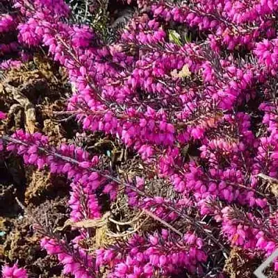 Вереск  Вереск в Пензе