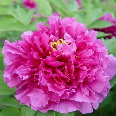 Пион ЛИЛОВАЯ ФАНТАЗИЯ древовидный в Пензе