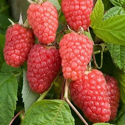 Малина КАСКАД ДЕЛАЙТ в Пензе