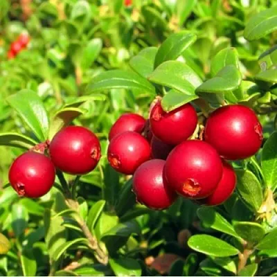 Брусника садовая РЕД ПЕРЛ в Пензе