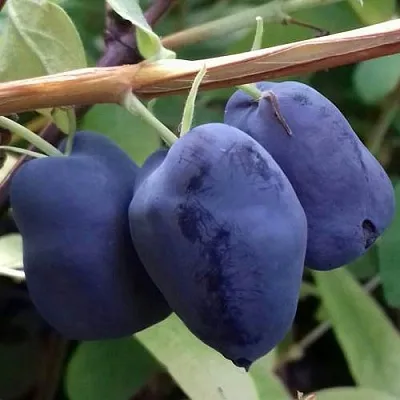 Жимолость съедобная БОРЕАЛ БЬЮТИ (СЕВЕРНАЯ КРАСАВИЦА) в Пензе