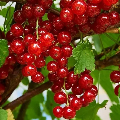 Смородина красная НАТАЛИ  Смородина красная НАТАЛИ в Пензе