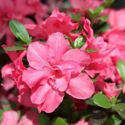 Азалия РОКОКО японская  Азалия РОКОКО японская в Пензе