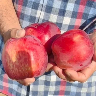 Яблоня ПАМЯТЬ КОВАЛЕНКО — описание сорта Яблоня ПАМЯТЬ КОВАЛЕНКО в Пензе