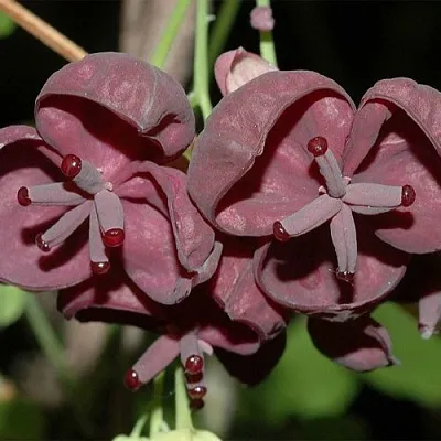 Акебия  Акебия в Пензе