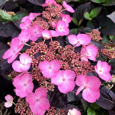 Гортензия ДАРЕДЕВИЛ пильчатая в Пензе