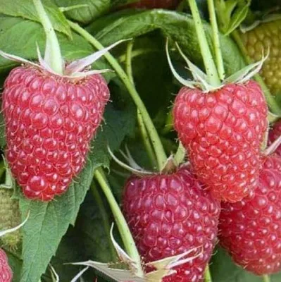 Малина ЕВРАЗИЯ  Малина ЕВРАЗИЯ в Пензе