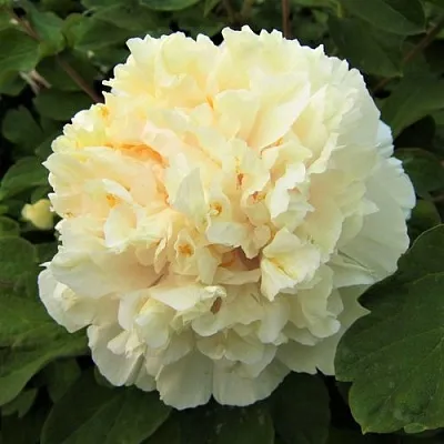 Пион НЕЖНЫЙ ГОЛОС древовидный в Пензе