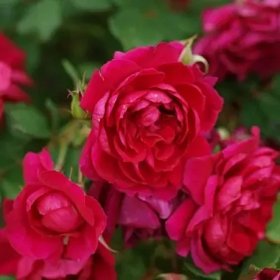 Саженцы роз КВАДРА плетистая  Саженцы роз КВАДРА плетистая в Пензе