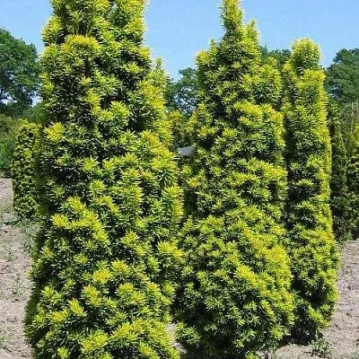 Тис ДАВИД ягодный в Пензе