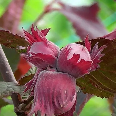 Фундук КАРДИНАЛ в Пензе