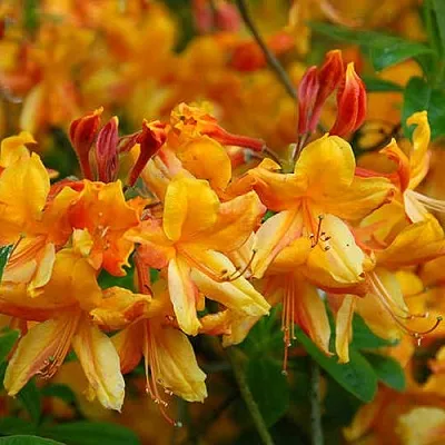 Азалия ОРАНЖ ХИТ листопадная  Азалия ОРАНЖ ХИТ листопадная в Пензе