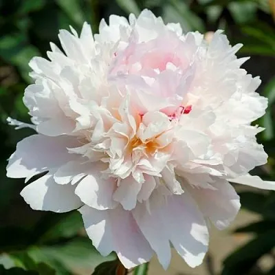 Пион АЛЕРТИ травянистый  Пион АЛЕРТИ травянистый в Пензе