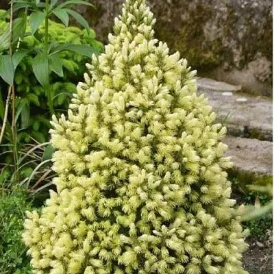 Ель МАЙГОЛД колючая  Ель МАЙГОЛД колючая в Пензе