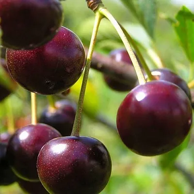 Вишня ЛИВЕНСКАЯ в Пензе