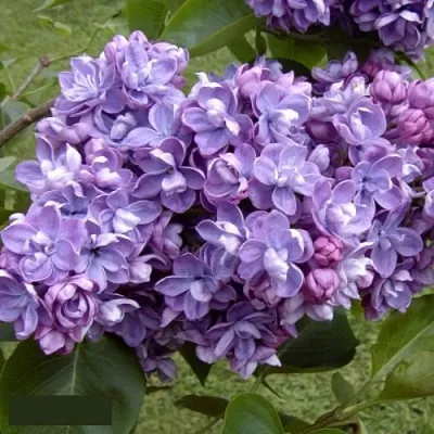 Сирень АМИ ШОТТ в Пензе