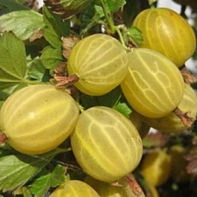 Крыжовник КУРШУ ДЗИНТАРС  Крыжовник КУРШУ ДЗИНТАРС в Пензе