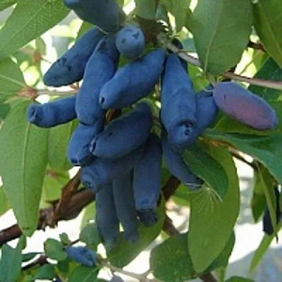 Жимолость съедобная ГОРДОСТЬ БАКЧАРА в Пензе