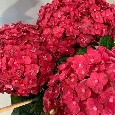 Гортензия ЭНДЛЕСС САММЕР ЛАВ крупнолистная в Пензе