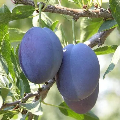 Слива СТЭНЛИ  Слива СТЭНЛИ в Пензе